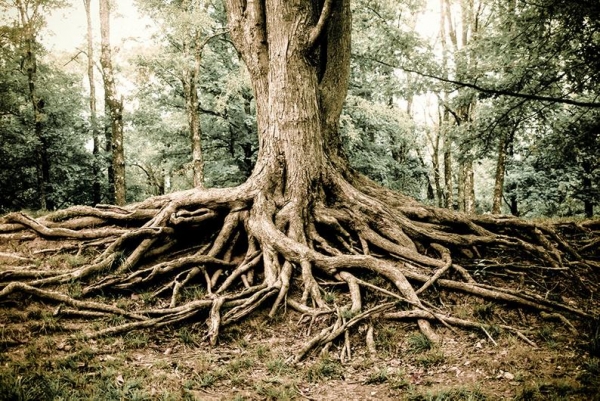 How to Keep Tree Roots out of your Sewer Line
