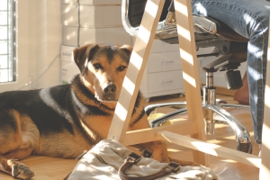 How to Prepare Your Home For Pets