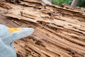Pest Control In Lebanon: Don't Let Pests Take Over Your Home