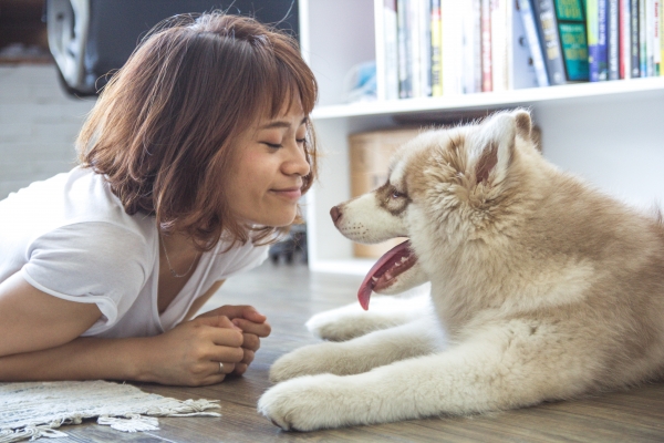 How Homeowners Can Make Their Home Pet-Proof