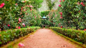 Beautiful Garden Designs on a Budget with Affordable Landscaping