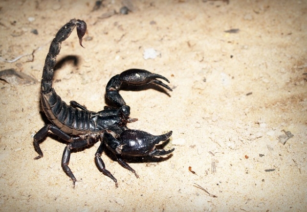 How to Keep Scorpions Away