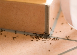 Home remedies for ants
