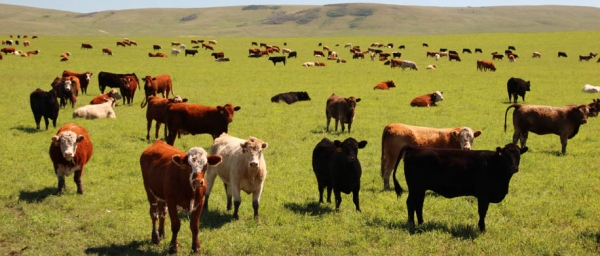 Farm Selling