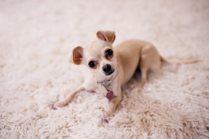 Easiest Carpet to Maintain