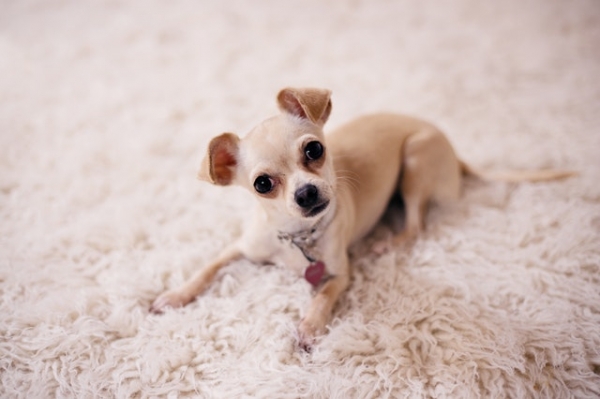 Easiest Carpet to Maintain