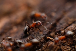How to Avoid Attracting Pests to Your Home