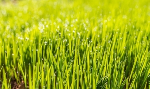 How to Achieve a Beautiful and Lush Lawn - Boost Curb Appeal