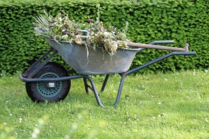 Reasons Why You Shouldn't Ignore Weeds in Your Lawn