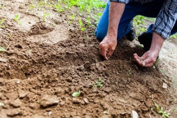 The Ultimate Seniors’ Guide to Homesteading In Retirement