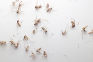 How Climate Change Is Affecting Pest Populations in Florida