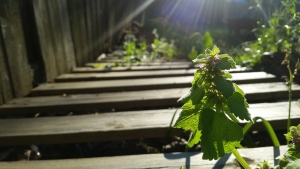 Saving Green and Living Clean: Sustainable Practices in Modern Homes