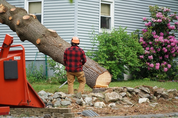 Tree Services Companies and Services They Provide