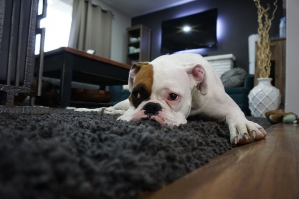 Cleaning Urine Out of Carpet
