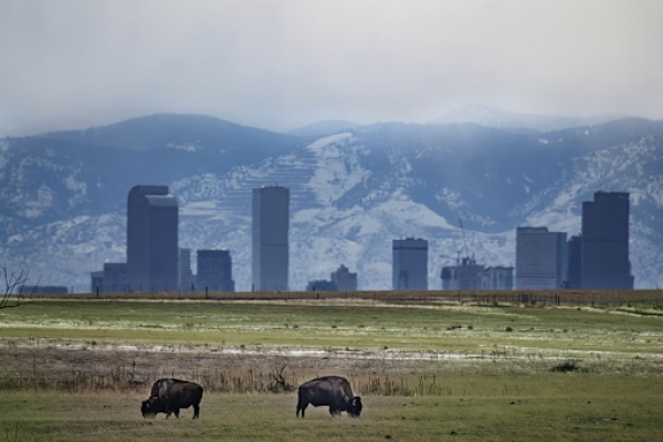 What do You Need to Know Before Buying a House in Colorado?