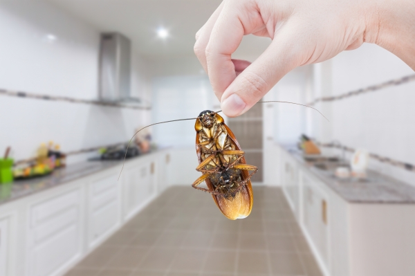 Why Fall Is the Ideal Time to Focus on Property-Wide Pest Control