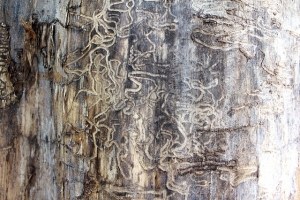 Home Remedy for Termites in Wall