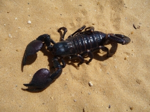 How to Keep Scorpions Out of Your Bed - Keeping Them Outside