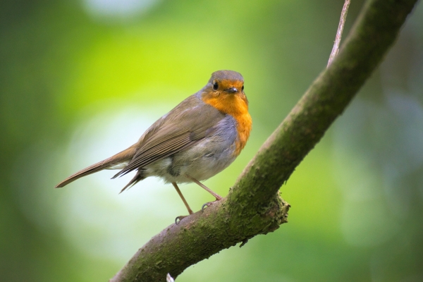 A Guide For Bird Control Systems And Bird Deterrent Solutions