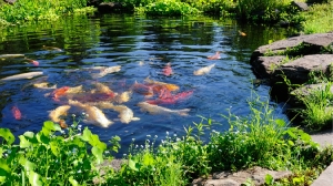 Boost Property Value with Outdoor Water Features: A Real Estate Guide