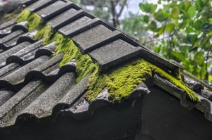 Roof Moss Removal and Prevention Tips