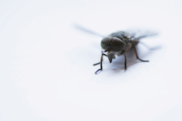 Hidden Damage: How Pests Can Ruin Your Renovation Plans