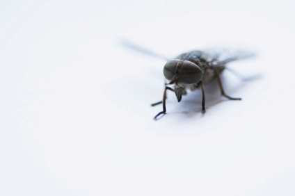 Hidden Damage: How Pests Can Ruin Your Renovation Plans
