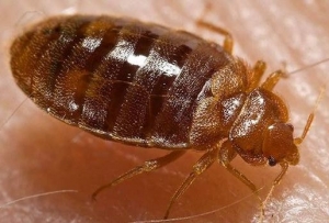 bed bugs eyc