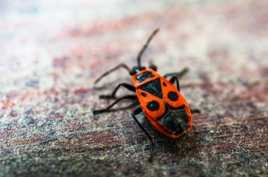 Bugs inside your home