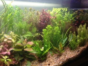 Benefits of Live Aquarium Plants