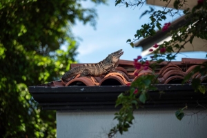 Investing in Safety: The Long-Term Benefits of a Quality Roof