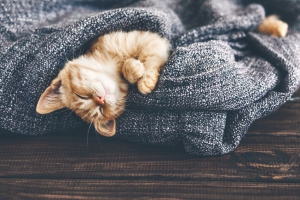 Tips to Keep Your Pets Safe at Home