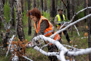 A Homeowners Guide to Healthy Tree Trimming Practices In Inverness Florida