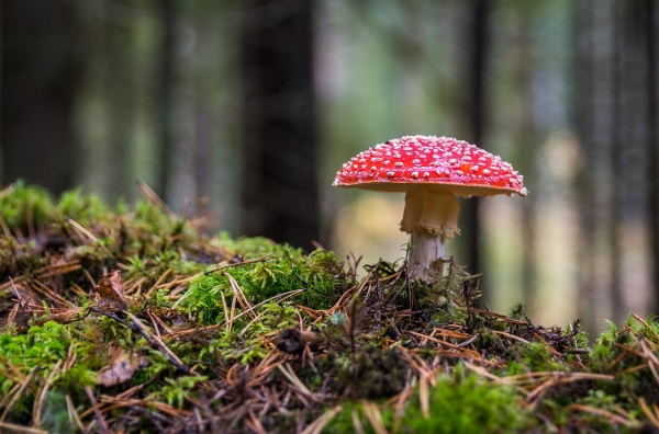 Ask the HOA Expert: Mushroom Meetings
