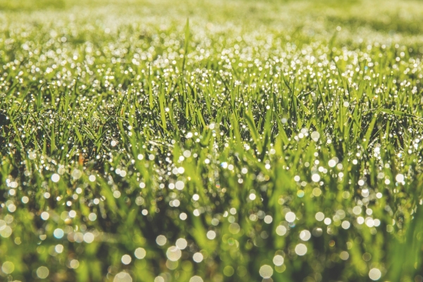 5 Landscape Tactics That Reduce Runoff and Erosion
