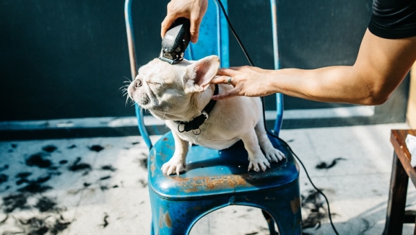 Can I Shave My Dog To Stop Shedding?