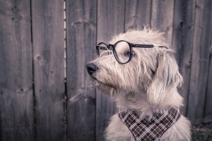 Home selling tips that any dog will like