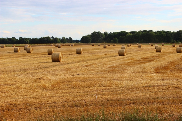 Don’t Bet the Farm: The Simple Way to Start Diversifying