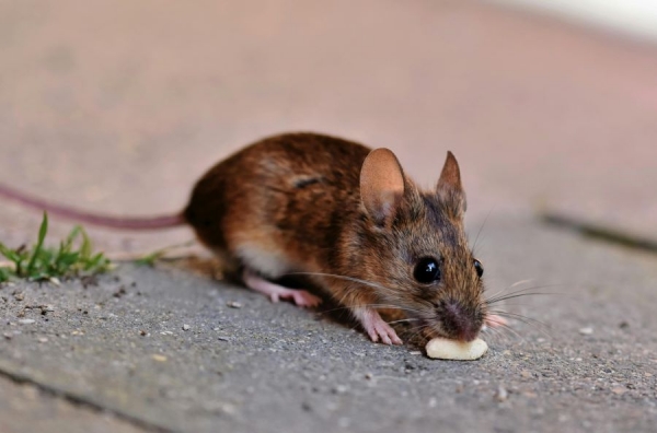 5 Practical Tips to Keep Your Home Mouse Free