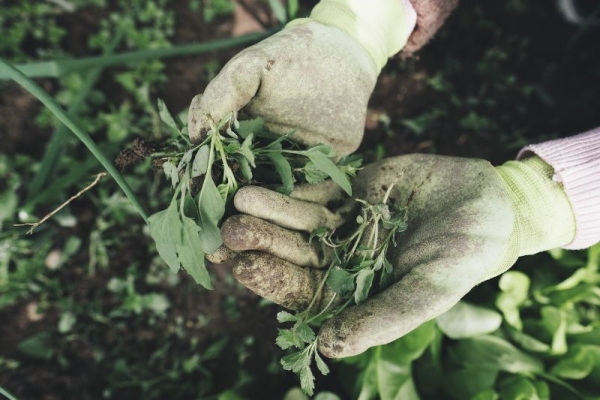 A Homeowner’s Guide to Managing Invasive Plants Naturally