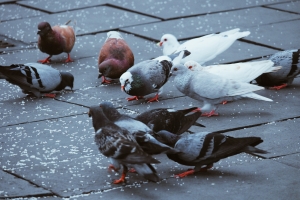 Pigeon Problem on Balcony