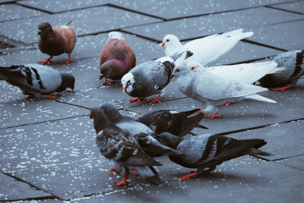 Pigeon Problem on Balcony