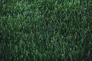 The Environmental Value A Turf Can Add to A Home