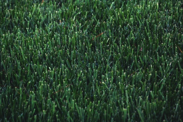 The Environmental Value A Turf Can Add to A Home