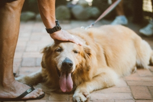 How the Best Pet Insurance Can Save You Money in 2022