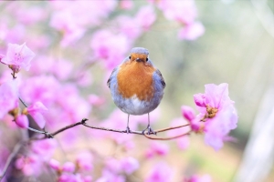 Ask Denise: Branding with Birds?