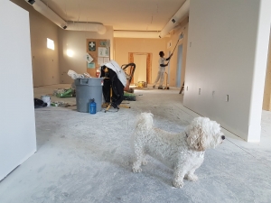 A Pet Parent’s Guide to Buying an Apartment: 3 Useful Tips