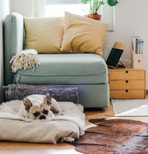 Preparing Your Home for Pets: 4 Ultimate Tips