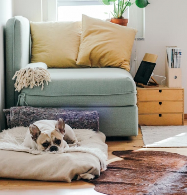 Preparing Your Home for Pets: 4 Ultimate Tips