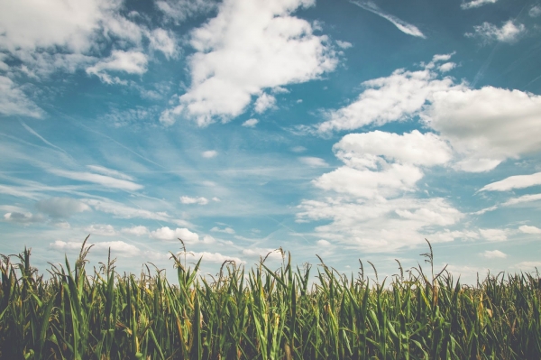 Farm Selling